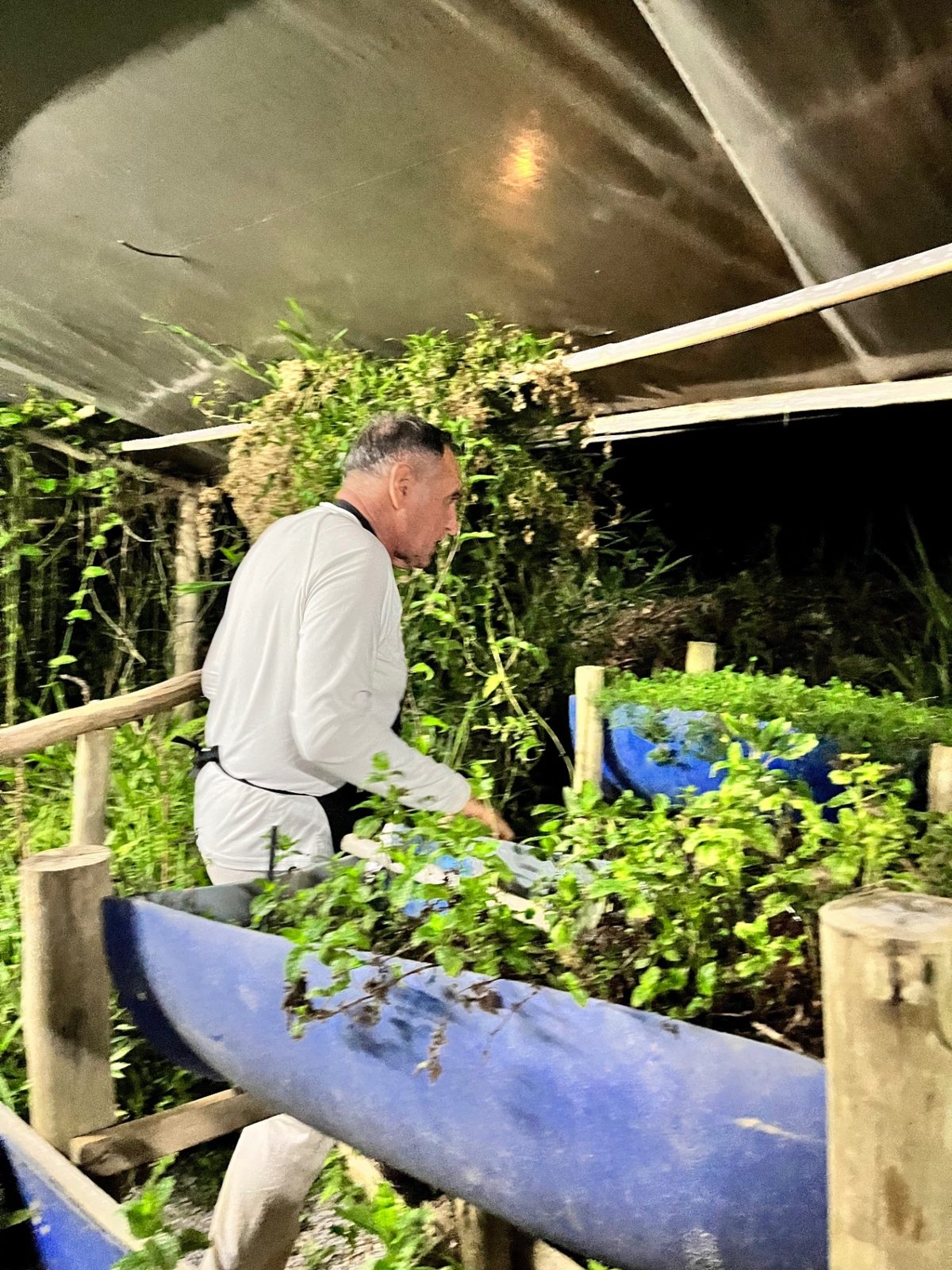 Cuidado com o herbário ao anoitecer