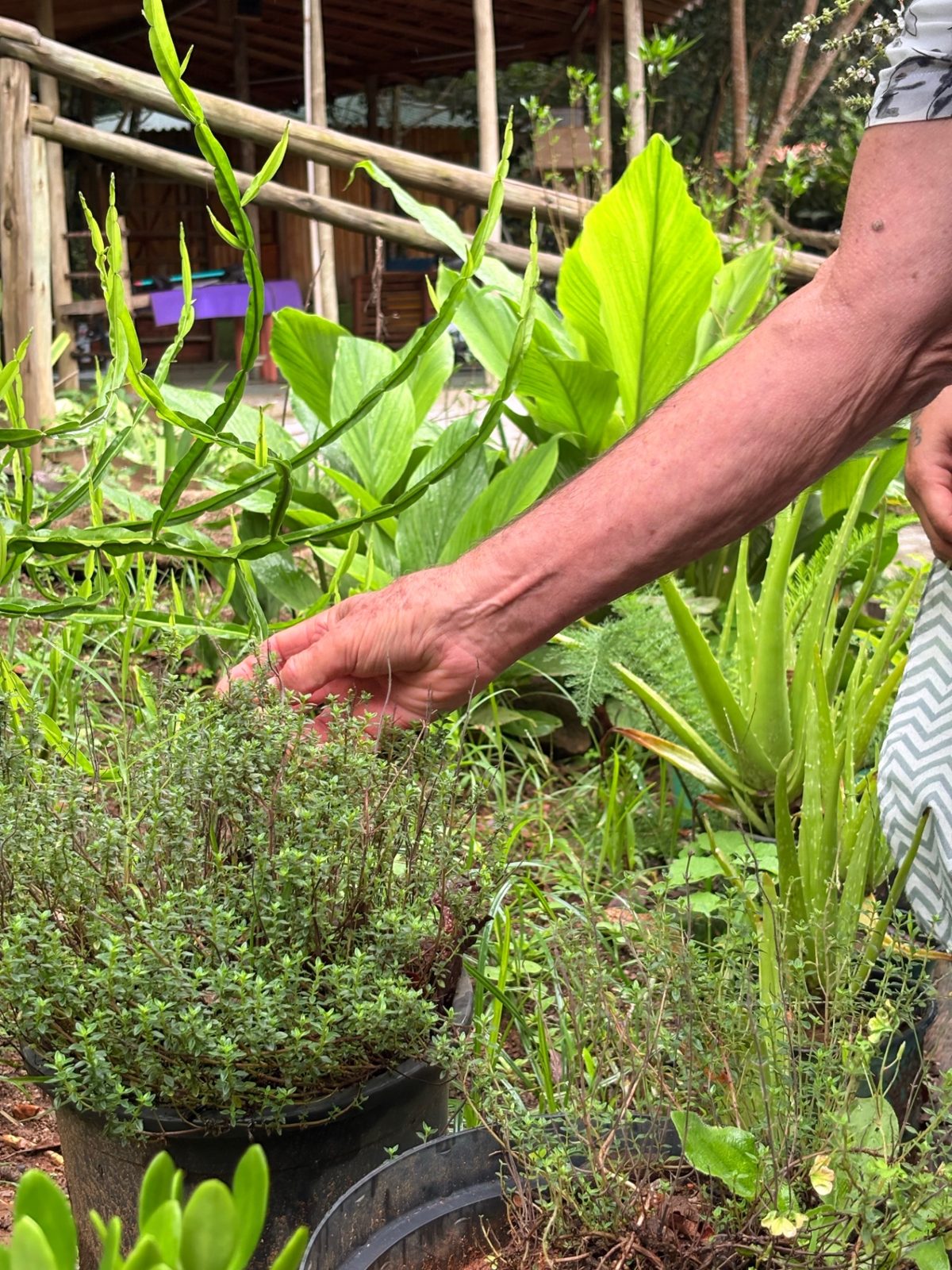Mão colhendo folhas de uma planta medicinal