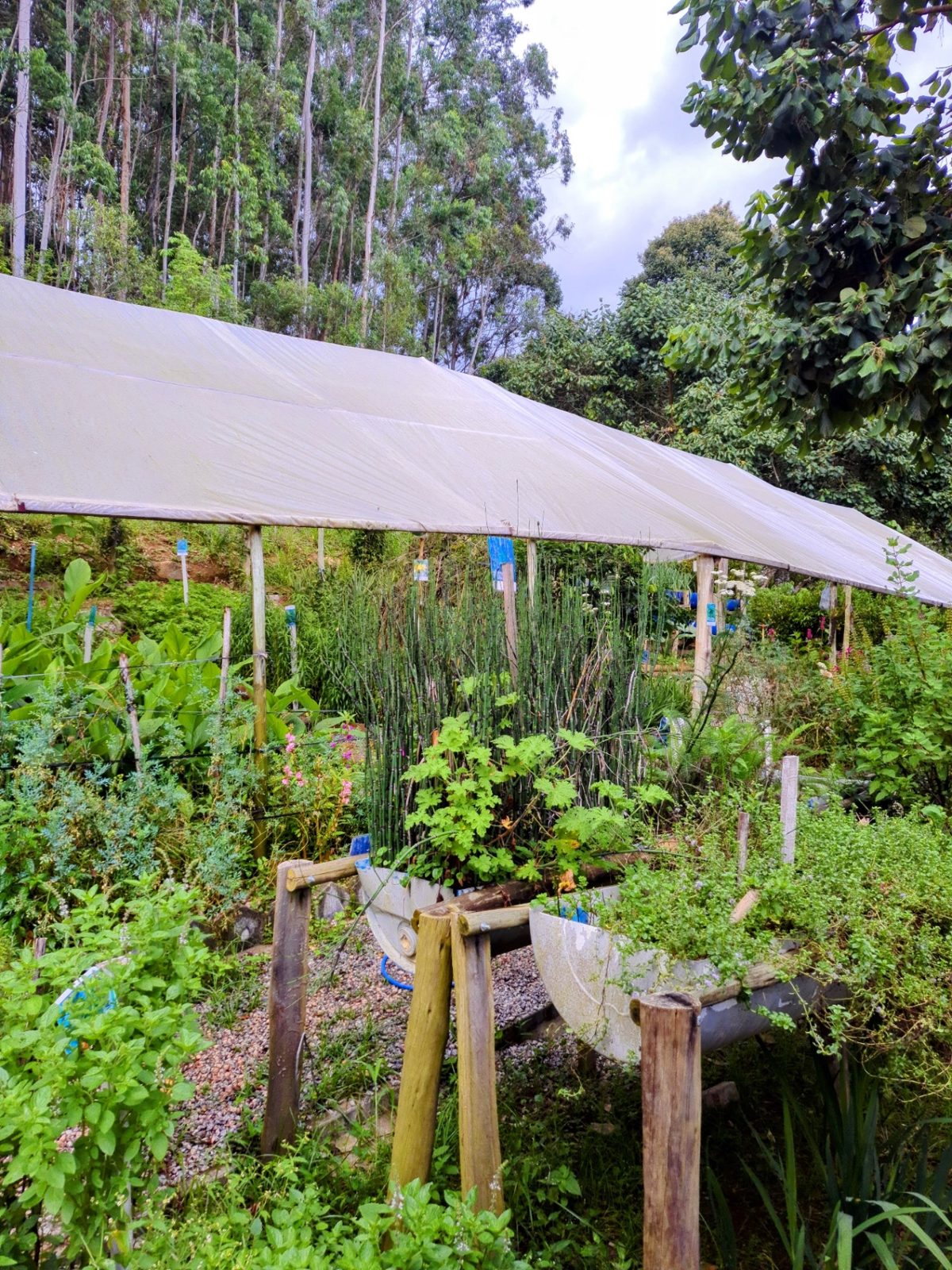 Canteiros do herbário de medicinais do O Bosque